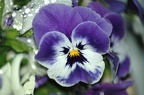 purple-pansies