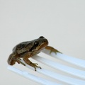 frog-fork