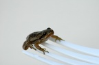 frog-fork