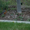 robin-neighbor-yard