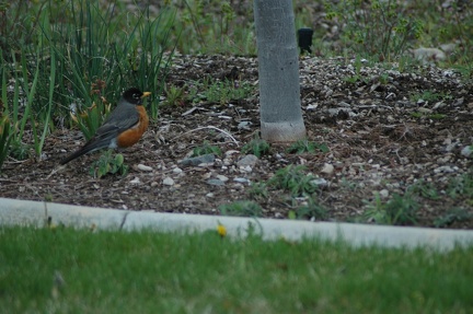 robin-neighbor-yard